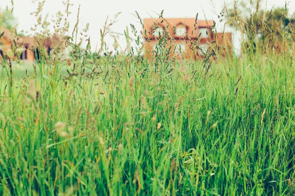Tall Grass Cutting Service