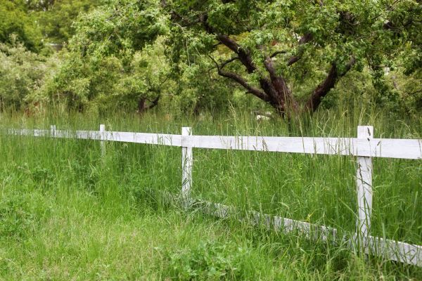 Fence Line Trimming Service